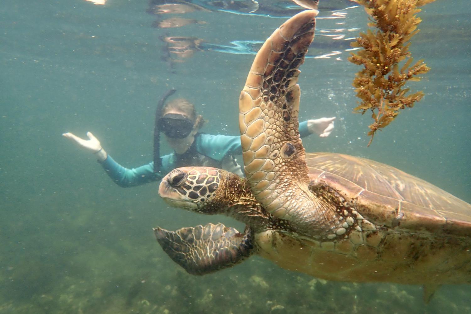一名<a href='http://ddojh.web-sitemap.dafuweng852.com'>博彩网址大全</a>学生在Galápagos群岛游学途中与一只巨龟游泳.